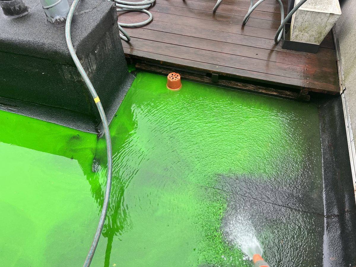 Eau colorée en vert réapparaissant au pied d'une terrasse lors d'une mise sous eau.